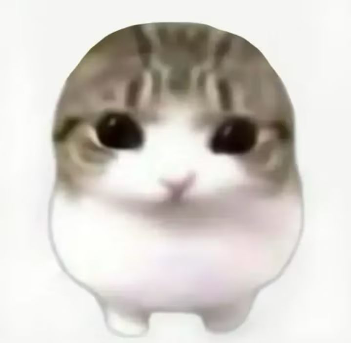 妙脆角小猫😚 3