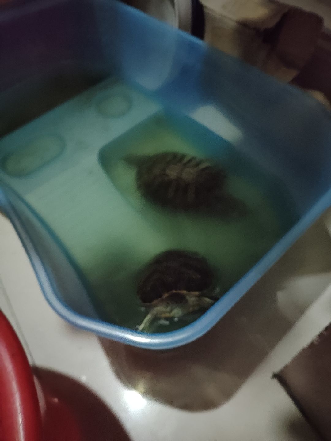 家里养的大王和二王 1