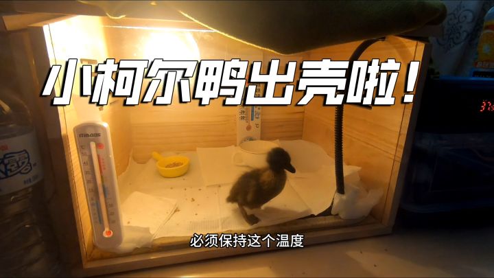从零开始孵化柯尔鸭3:第一只鸭子成功出壳!截图
