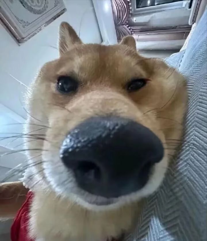 车子没带天赋容易出吗?截图
