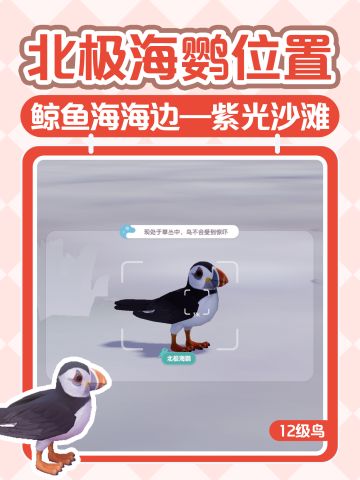【心动小镇12级鸟】北极海鹦位置