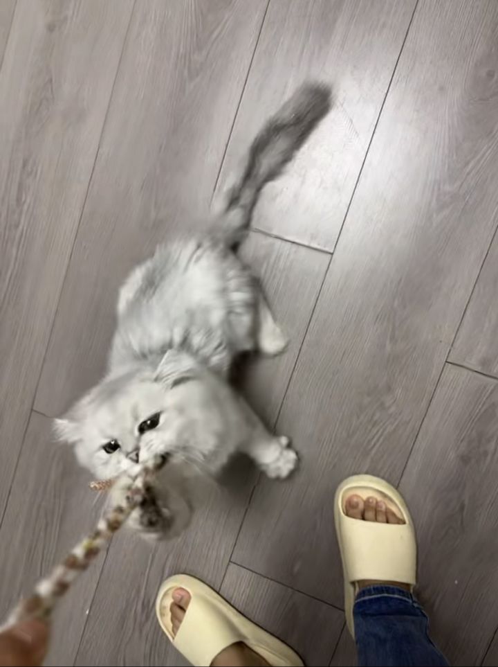 这个宠幸怎么宠幸不了截图