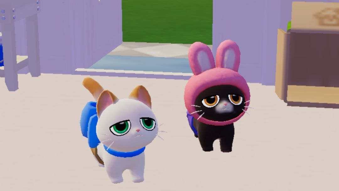 看看你们的小猫 2