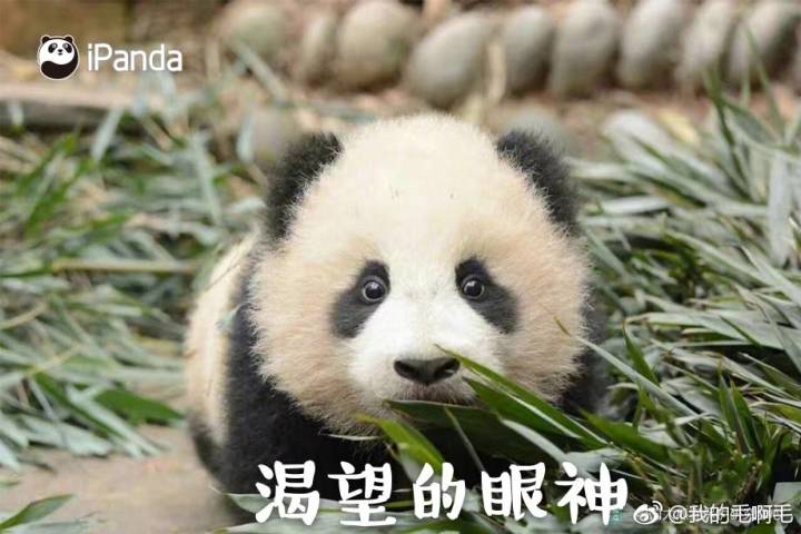 锤妹测下来如何?有玲珑的还有必要抽锤妹不截图