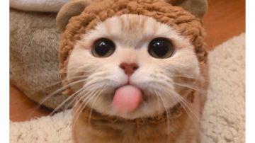 萌新搬砖类问题取舍—真正的赚取金币