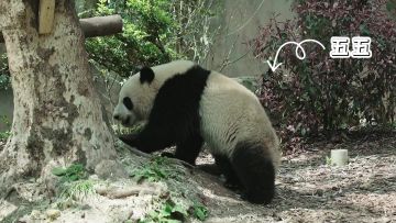 一起来看看五五的近况吧！