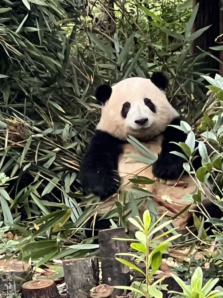 版号来了截图