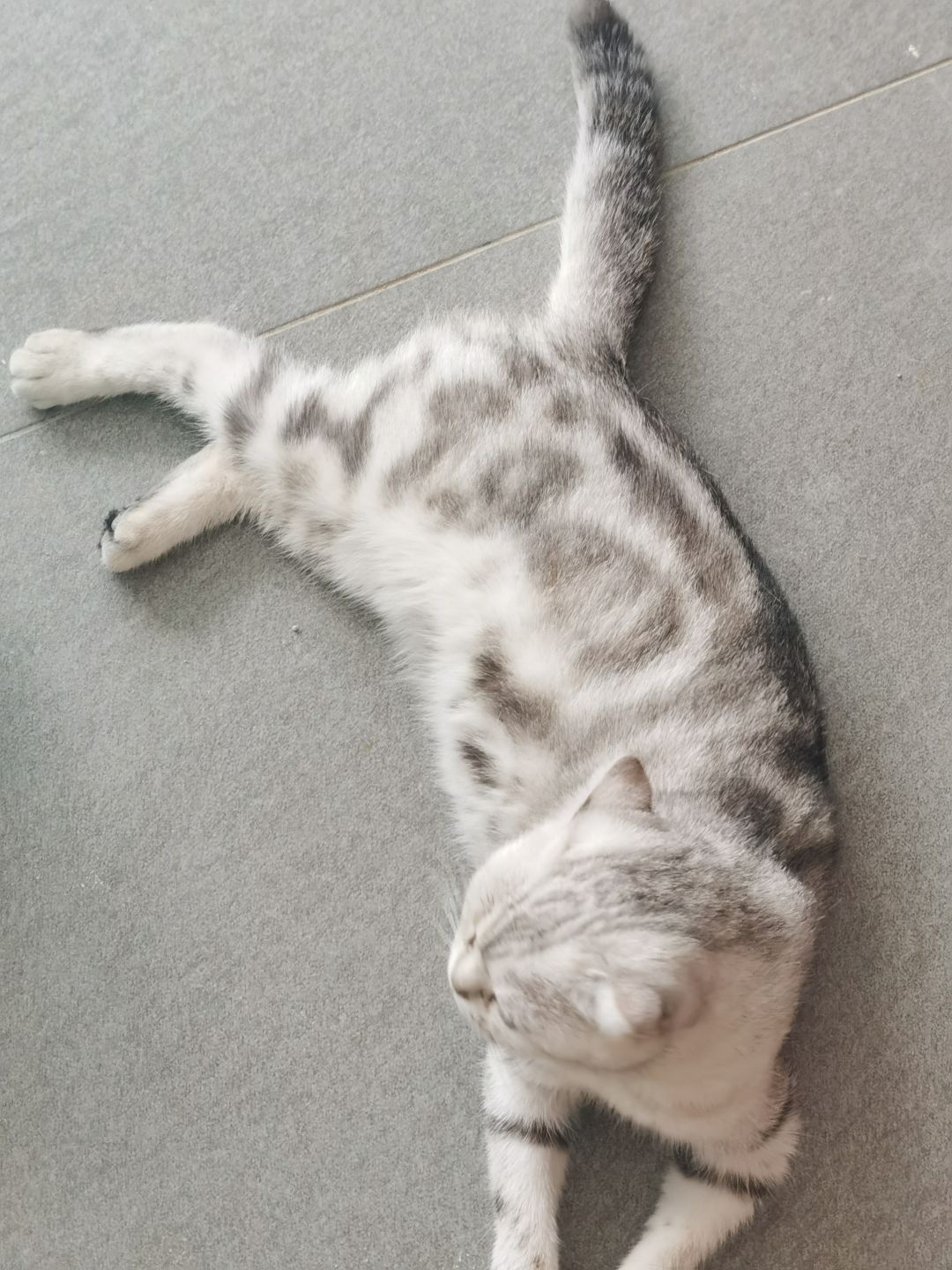 和我的猫猫一起等待天天爱萌宠8月2号TapTap首测 2
