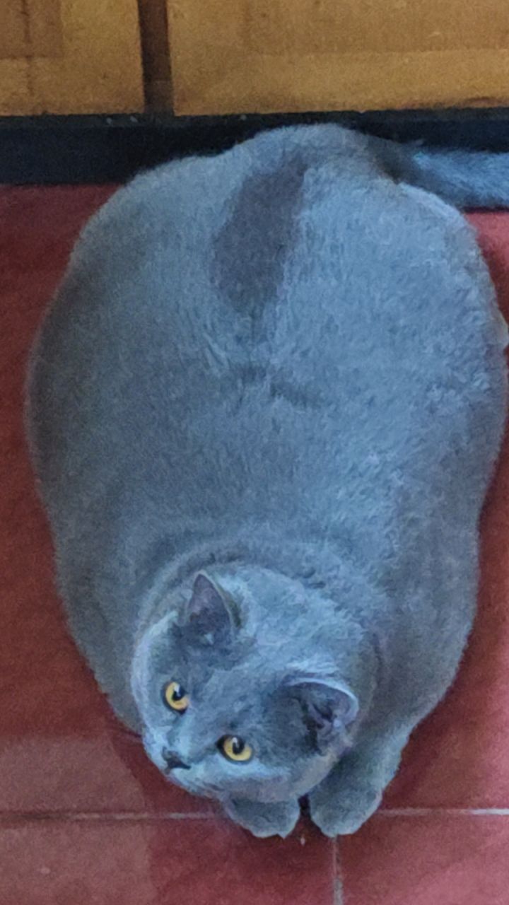 家猫镇楼截图