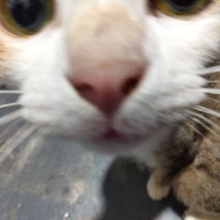 免费领养猫咪截图