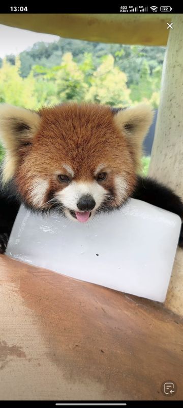 ‘怪盗钴’召唤师皮肤登场！