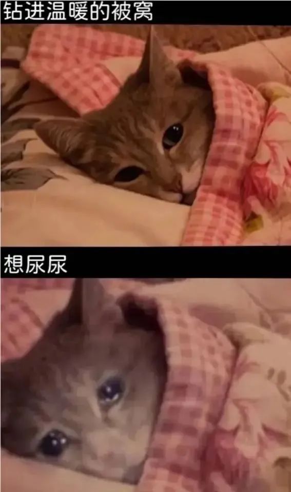✨今日份梗图分享第六十六期✨ 1