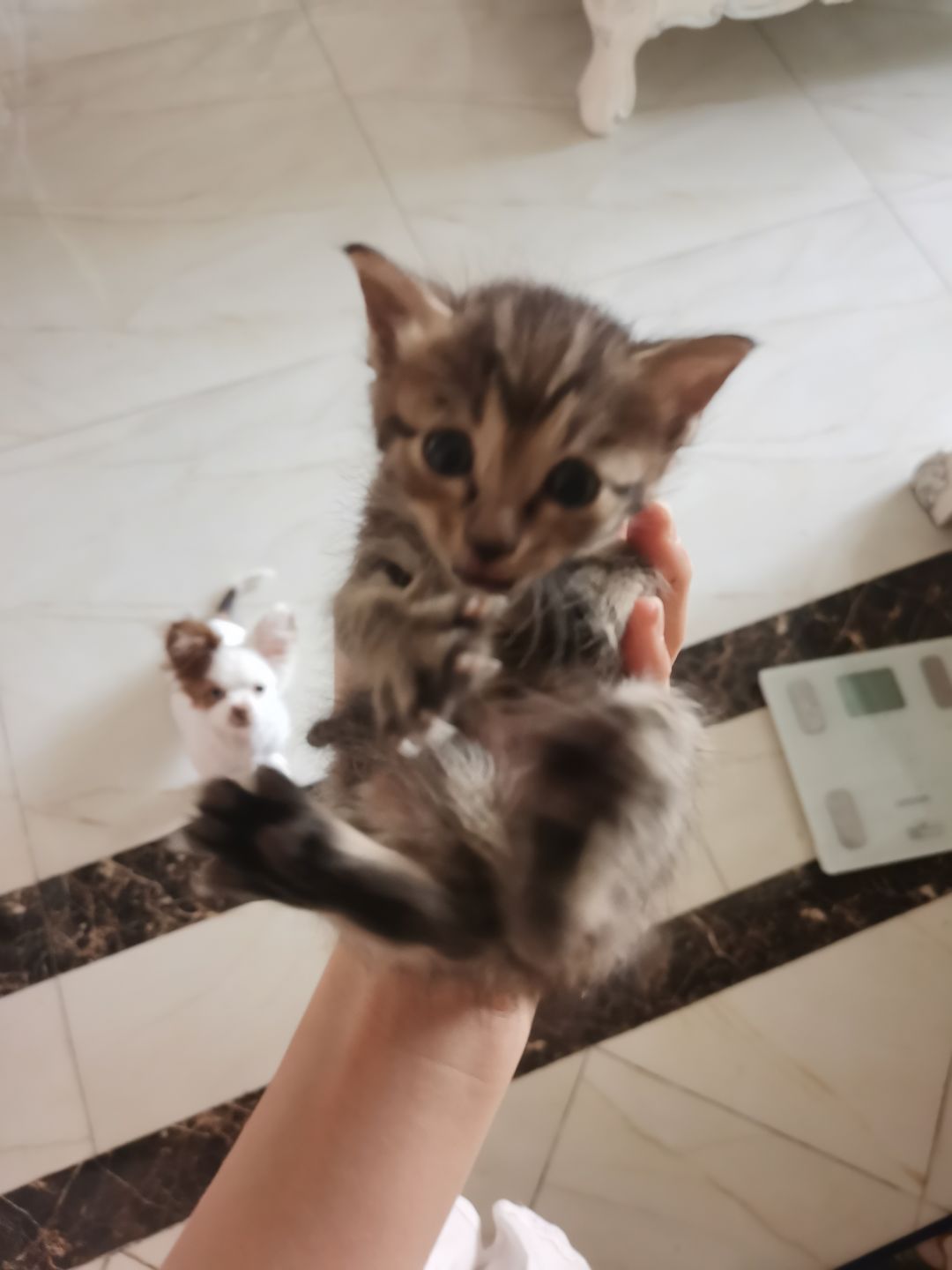 捡到的小猫 2