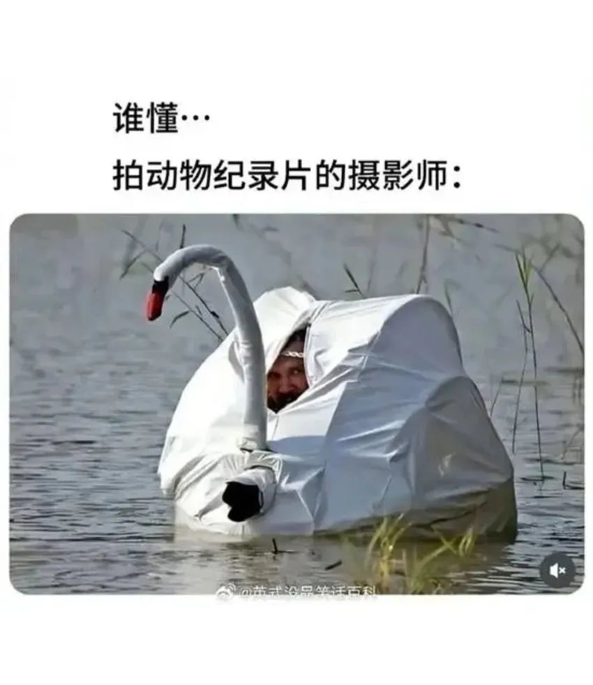 今日份梗图分享 3