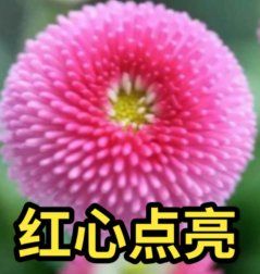 动态图片 4