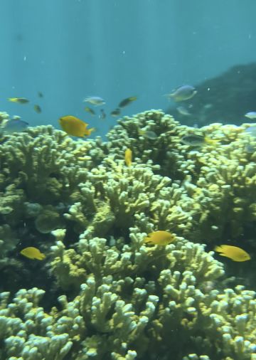 因为潜水员戴夫有了很多第一次体验