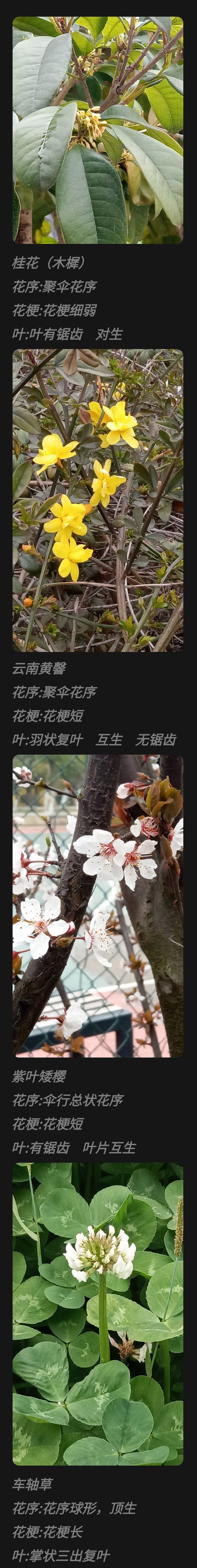 妙手拍花 1