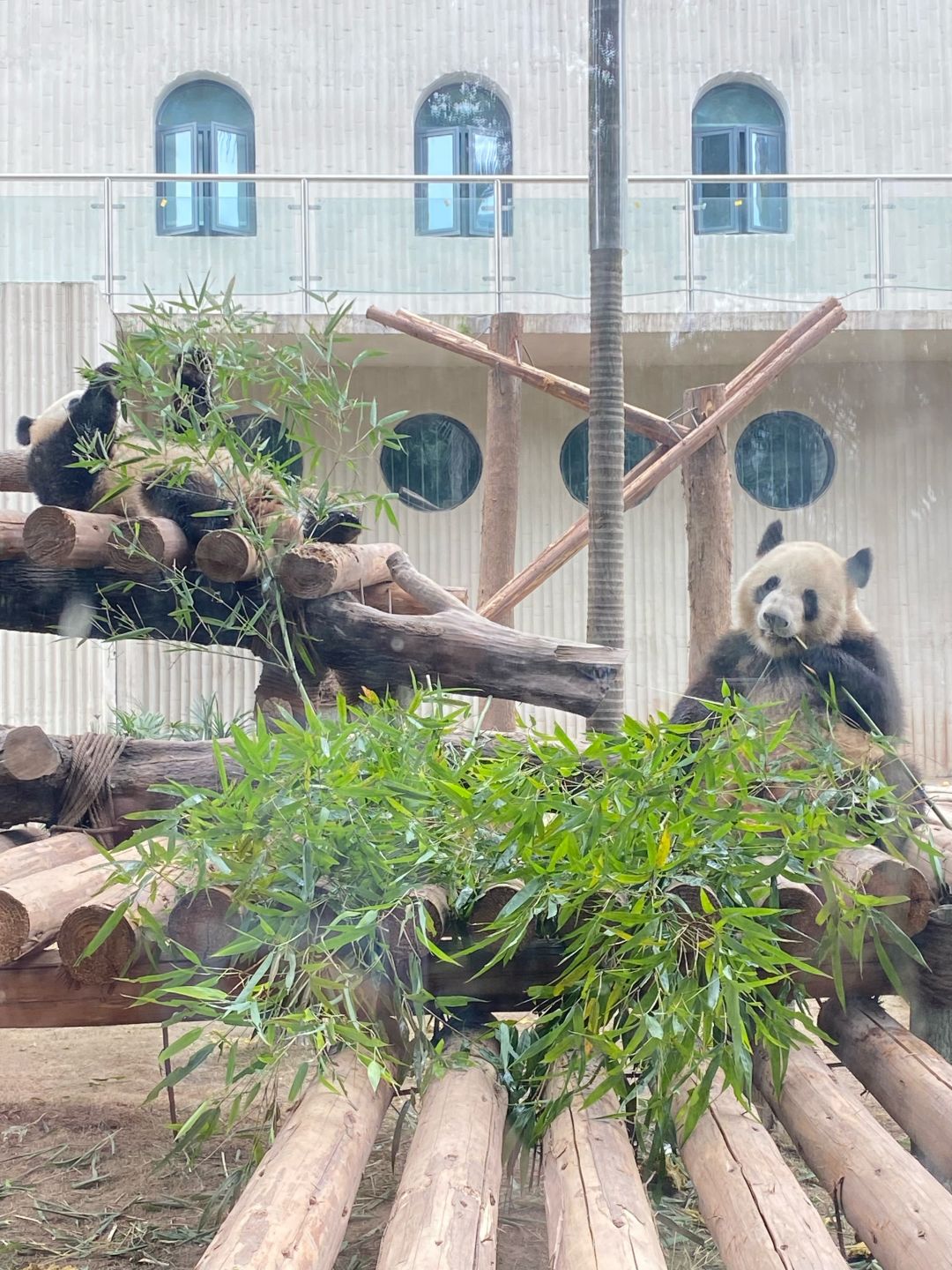 熊猫们🐼 2