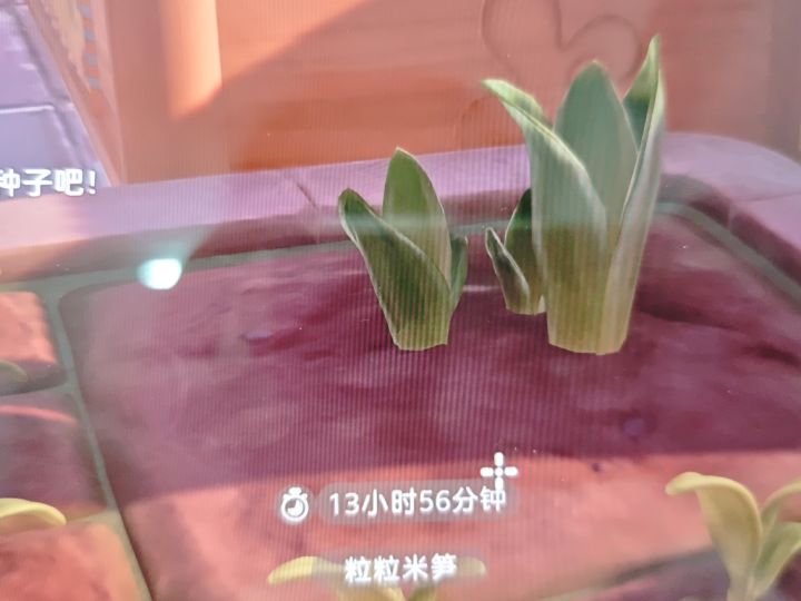 怎么办,我的郁金香怎么移到小花盆里截图