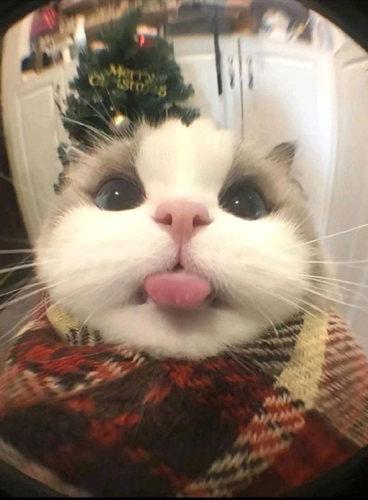我来点评一下平安京截图