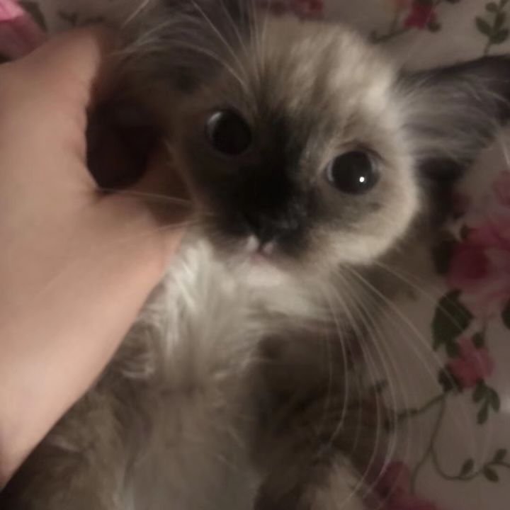 有要找团的吗？截图