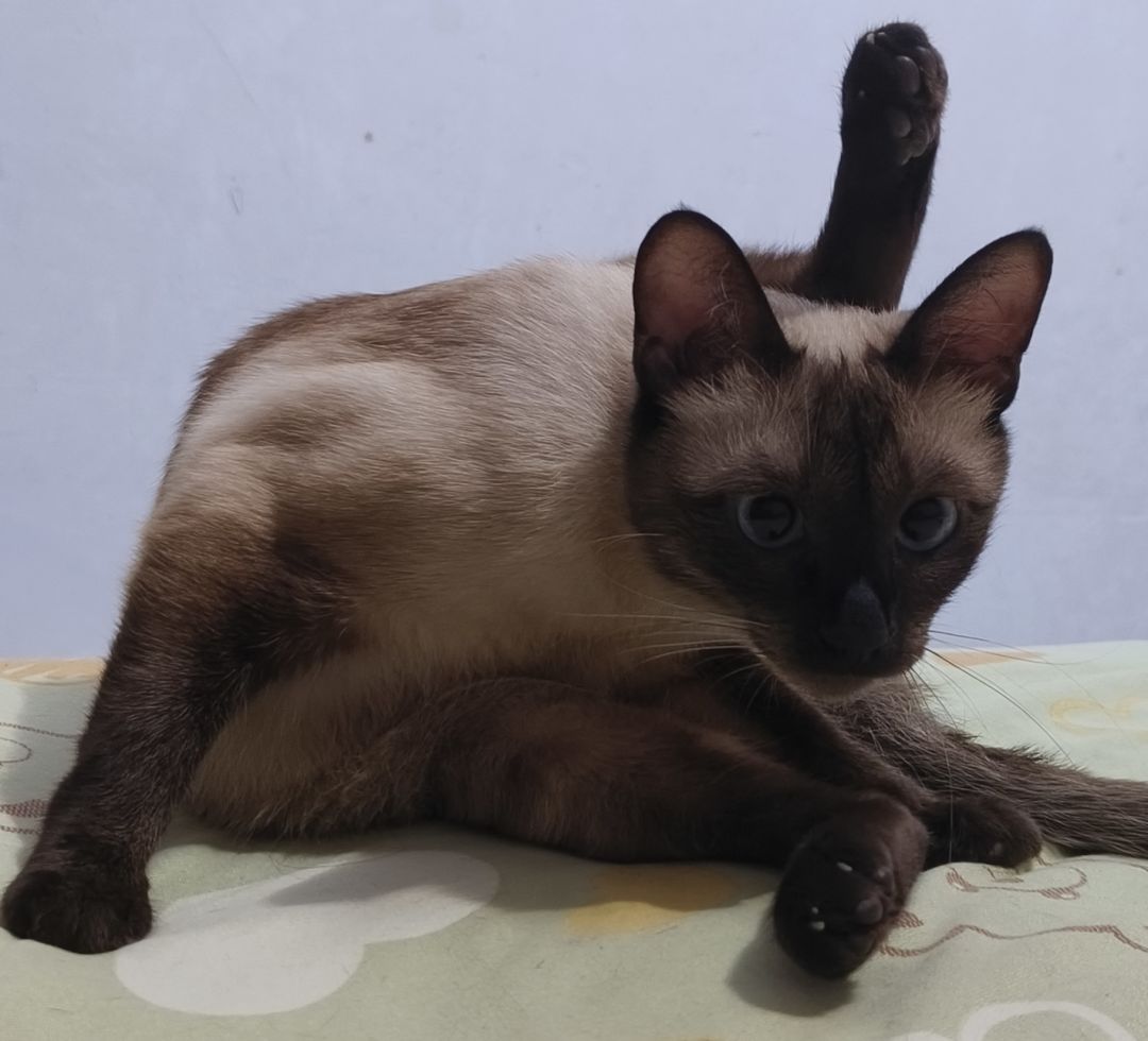 小猫猫镇楼 求助! 1