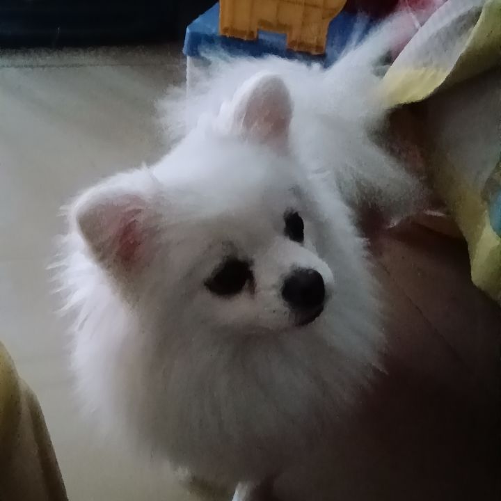 动态图片 18