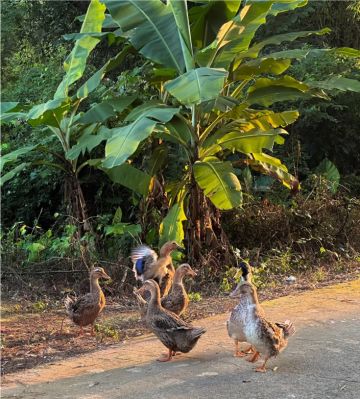 如此安静的夏天是孩童时期从未体验过的存在