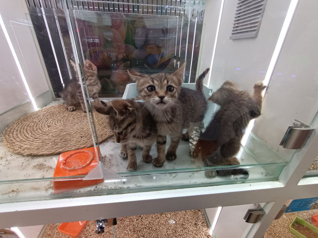 小猫咪 3