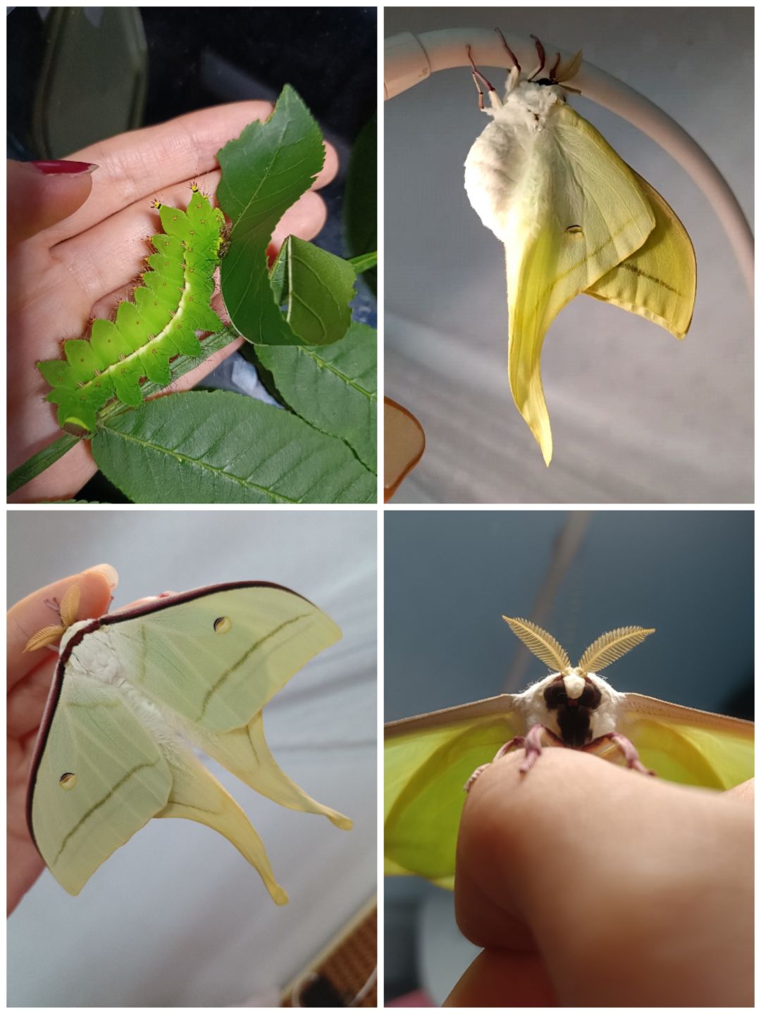 夏日活动⚠️昆虫警告【种类有点多标题写不下】 9