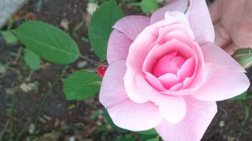 春季活动:妙手拍花🌸