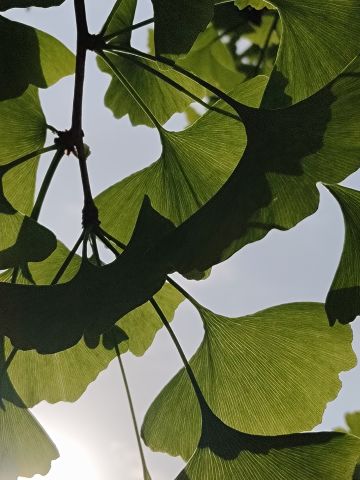 高中的叶，我还没好好看过