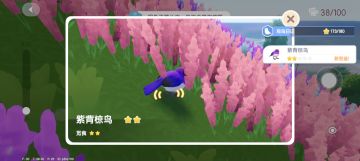 花田可以拍到紫色的紫背椋鸟