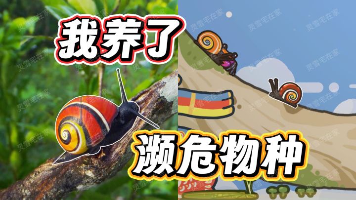 放置挂机养昆虫!装饰造景【虫虫生态箱】截图
