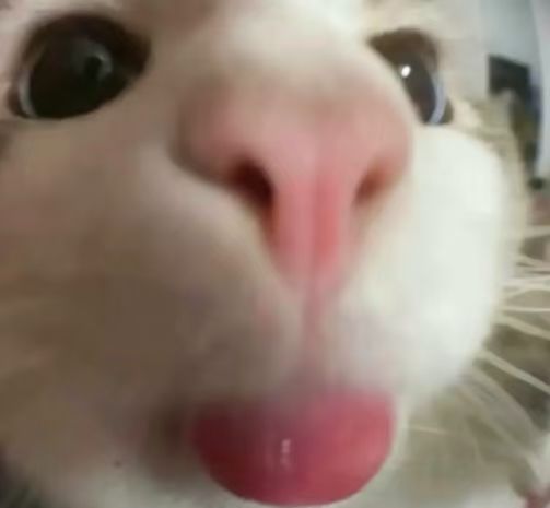 哈基咪南北绿多 2