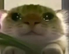 🌟猛攻猫猫表情包分享第一期🌟 2