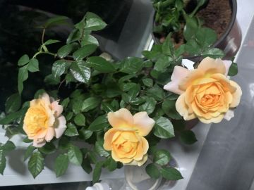 关于淡淡甜味的猜测