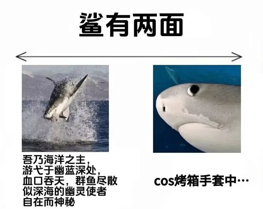 ✨今日份梗图分享第二十五期✨ 1