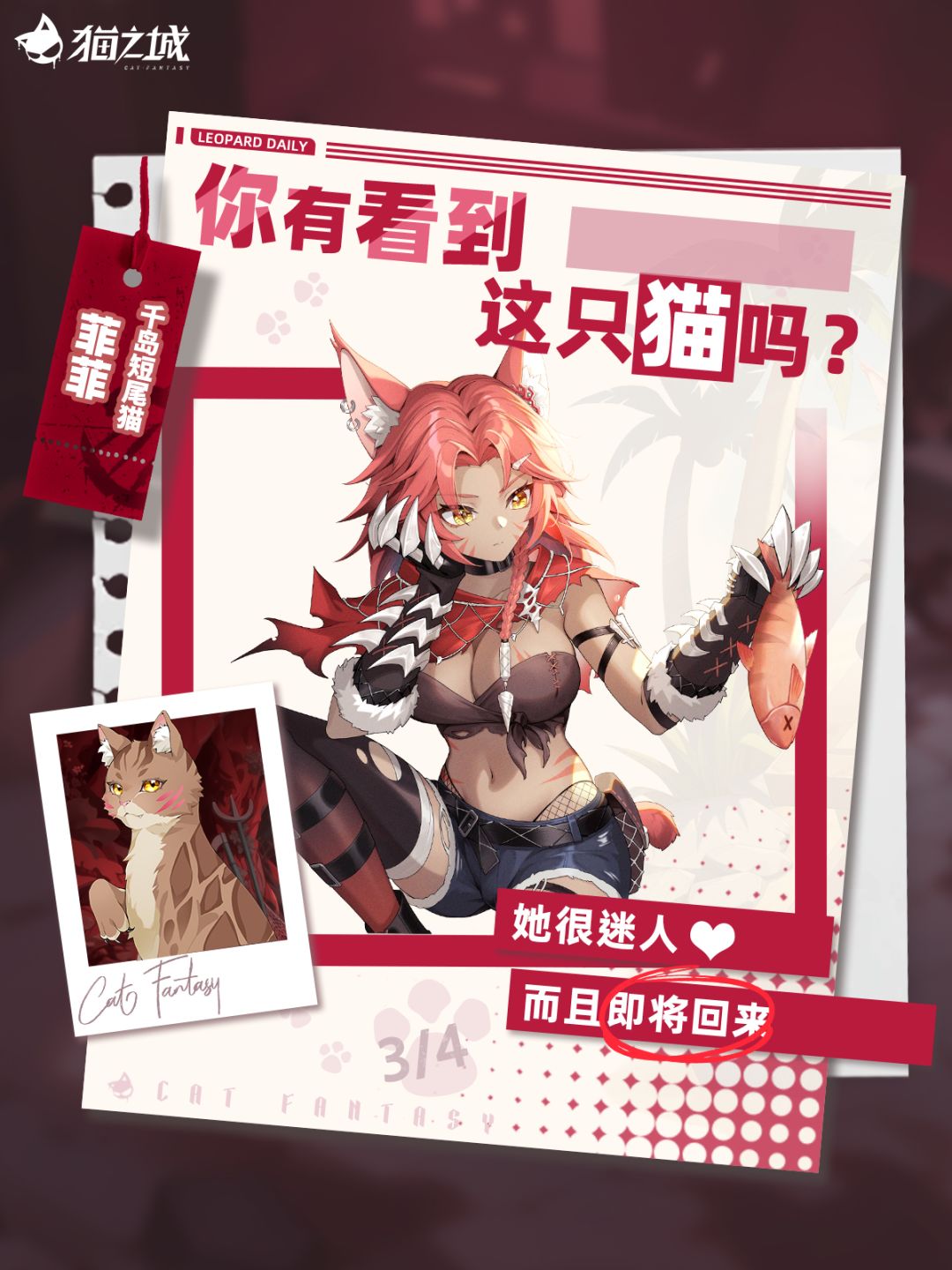 🐾寻猫启事:你有看到千岛短尾猫吗? 1
