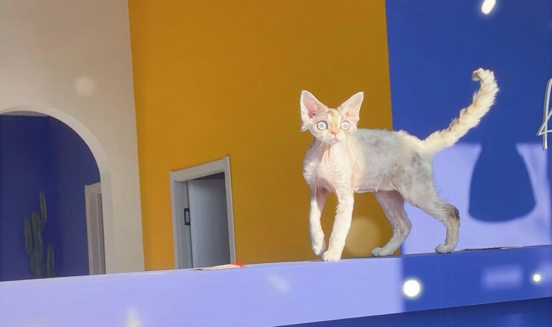 动态图片 5
