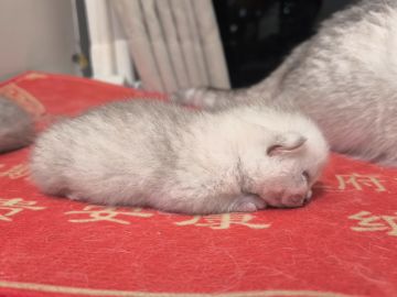 新手问撒旦苏有没有必要升3星的讨论