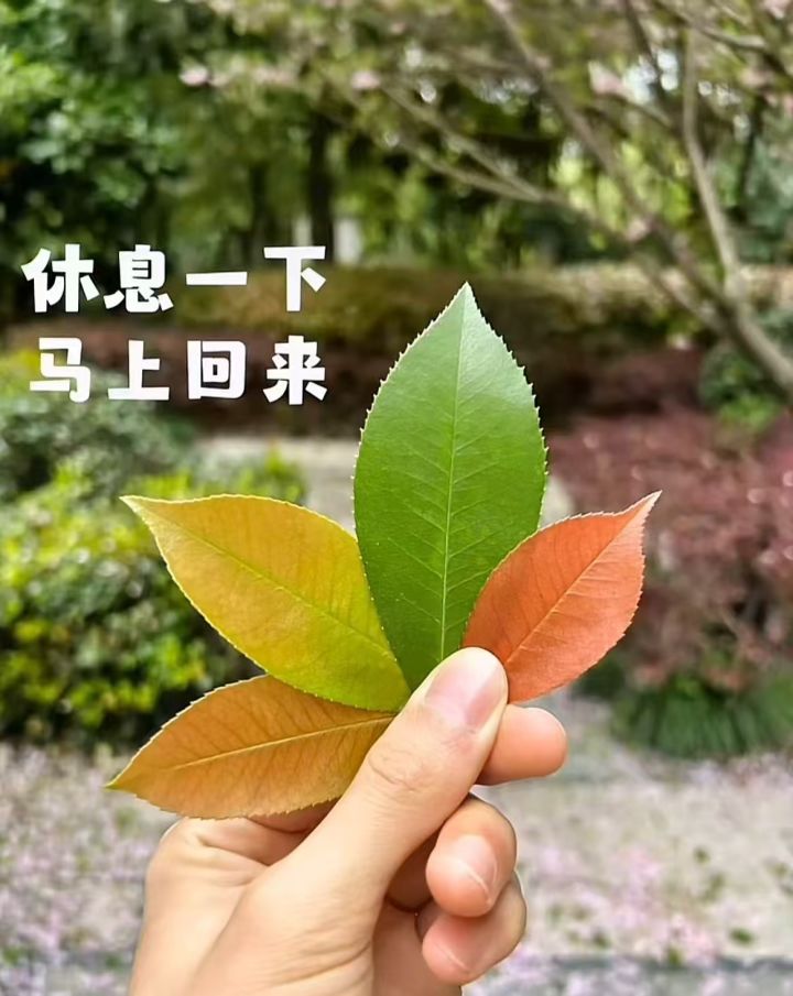 页游摩尔截图