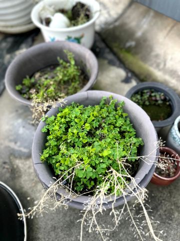 闲聊时刻 | 和蘑菇饭一起互动一下～