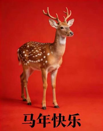 2026年2月20日道心四、六、八千在各个角色排名及100名分数