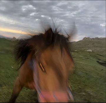 关关于马年新题材个人建议之宠物体系完善篇