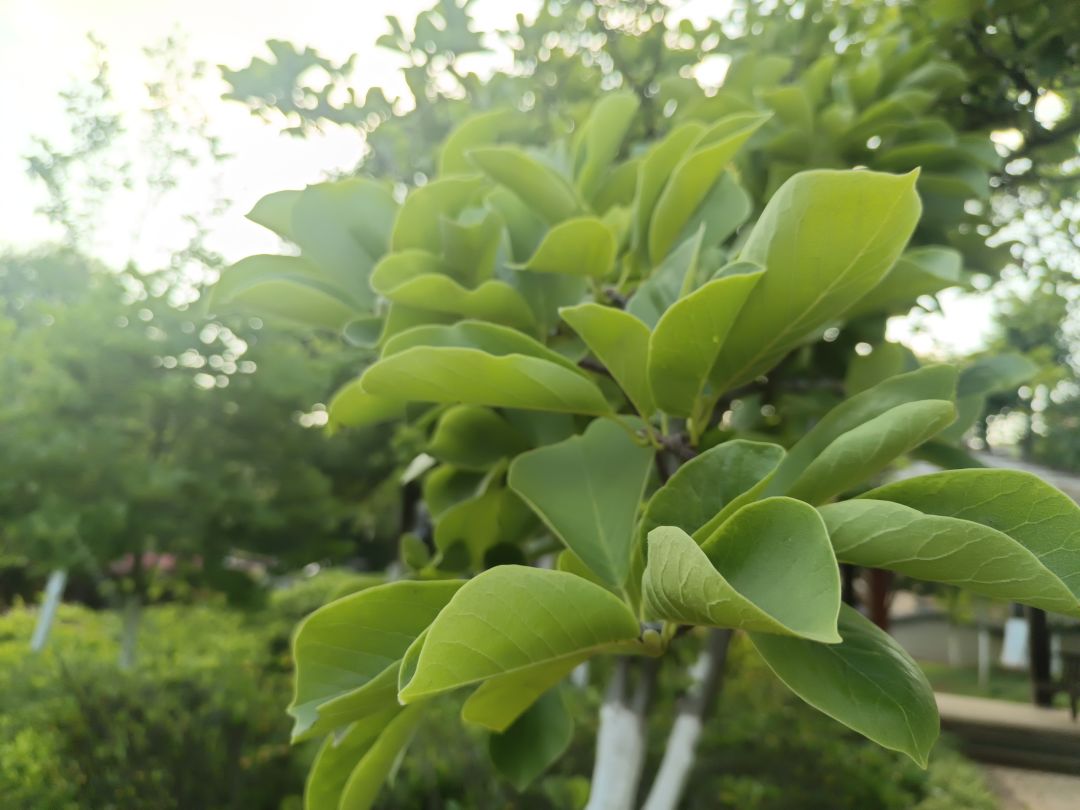 六周年活动——叶(第二期) 3