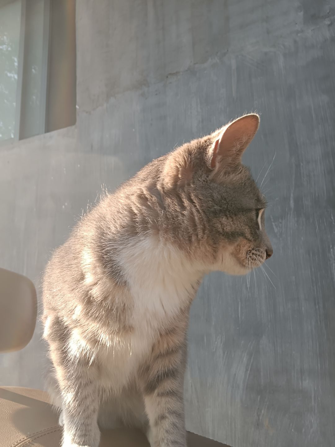小猫咪那么可爱~谁会讨厌小猫咪呢? 5
