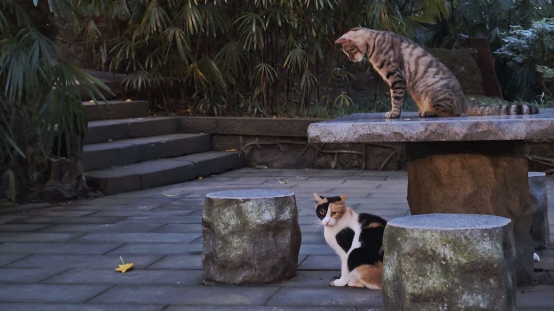 猫猫也想玩。 1