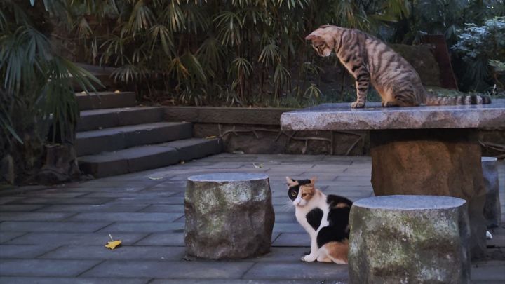 猫猫也想玩。截图