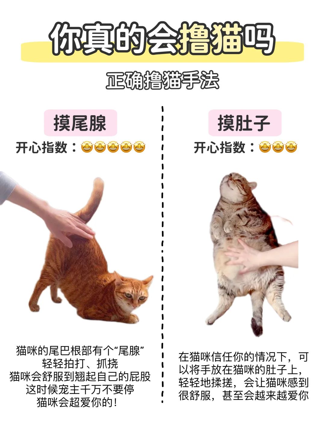 新手撸猫说明书📖如何正确撸猫不被咬⁉️ 8